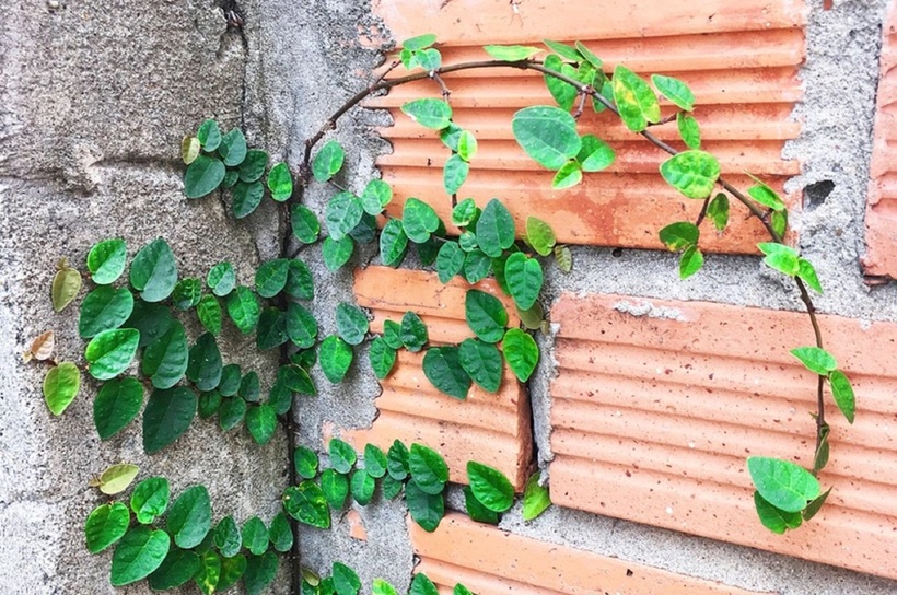 Một ngọn cây thằn lằn.