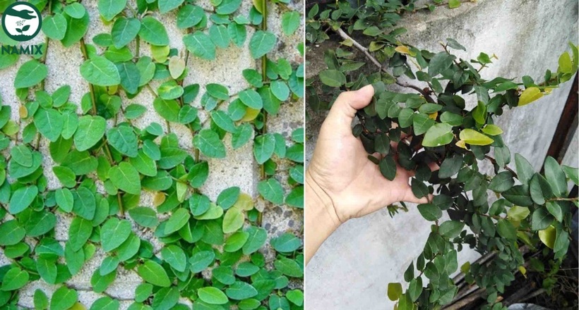 Cây thằn lằn. Ảnh: Namix