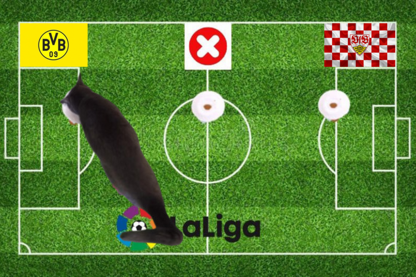 Lựa chọn của chú mèo tiên tri trước trận Stuttgart vs Dortmund