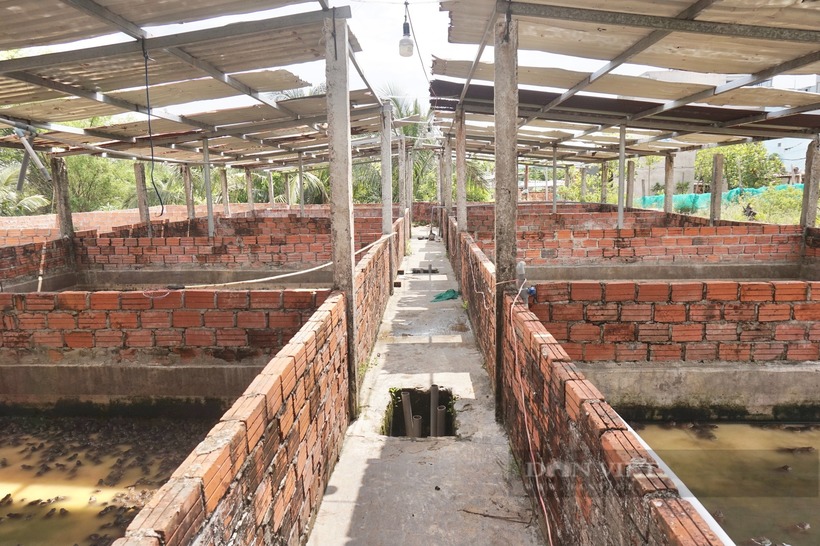 Trang trại nuôi ếch của anh Thành. Ảnh: Dân Việt