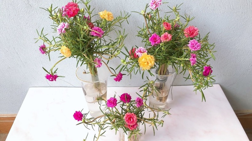 Vẻ đẹp của hoa mười giờ giúp xua tan những điều khó chịu, áp lực, căng thẳng, đồng thời mang lại bầu không khí trong lành cho không gian xung quanh. Ảnh minh họa