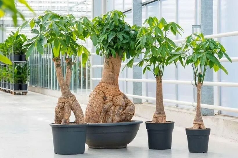 10 loại cây phong thủy nên trồng trong nhà - 1