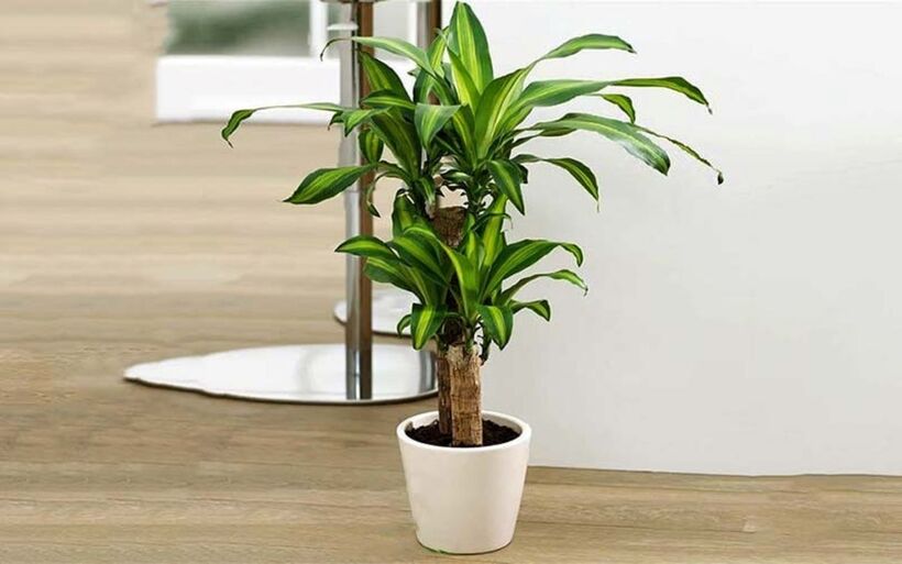 10 loại cây phong thủy nên trồng trong nhà - 4