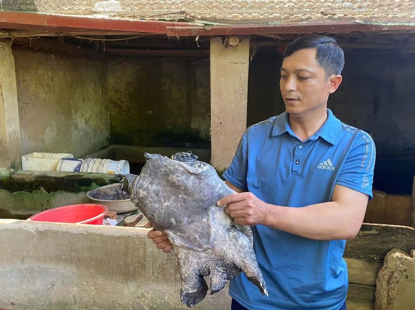 Ông Quản Văn Hải, Chủ tịch Hội làm vườn xã Thiệu Hợp cầm trên tay con ba ba nặng hơn 8kg. Ảnh: Lao động