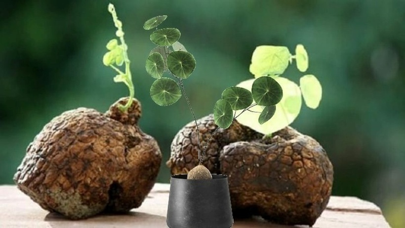 Tác dụng an thần của củ bình vôi là một trong những công dụng được biết đến nhiều nhất.