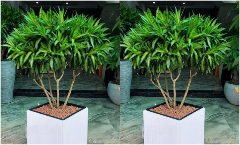 Cây trúc bách hợp rất phù hợp trồng trong nhà.