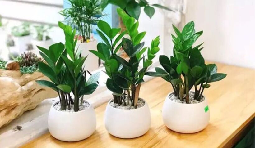 Cây kim tiền có chứa một lượng nhỏ chất độc calcium oxalate, có thể gây kích ứng da, niêm mạc mắt, miệng và đường tiêu hóa nếu tiếp xúc hoặc nuốt phải, vì vậy gia đình có thú cưng hoặc trẻ nhỏ cần lưu ý. Ảnh minh họa