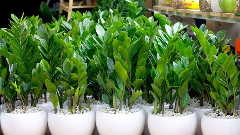 Cây kim tiền mang lại nhiều lợi ích về mặt phong thủy và thẩm mỹ, nhưng cũng có những lưu ý nhất định. Ảnh minh họa