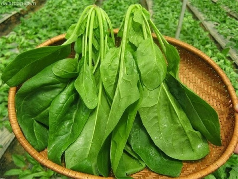 Cải bó xôi, hay còn gọi là rau chân vịt hoặc rau bina, được mệnh danh là "vua của các loại rau". Ảnh: Dalatgap.com
