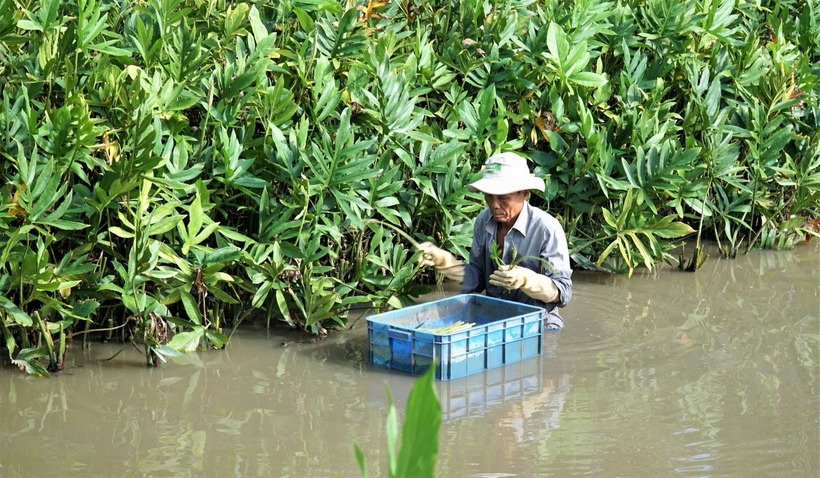 Các hoạt chất chống viêm tự nhiên trong mướp gai có tác dụng làm dịu niêm mạc dạ dày, giảm đau và mang lại cảm giác thoải mái hơn cho hệ tiêu hóa. Ảnh minh họa