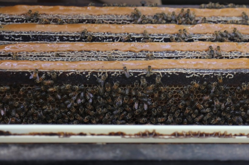 Những chú ong bám kín thành cầu.