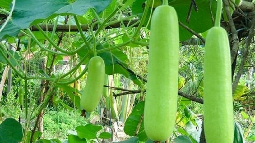 Quả bầu ngon, tốt cho sức khỏe nhưng một số người không nên ăn. Ảnh minh họa