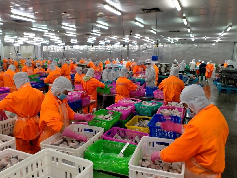 Trung Quốc không chỉ là khách hàng lớn nhất của cá tra Việt Nam mà còn chi lượng lớn tiền mua sản phẩm bong bóng cá tra khô.