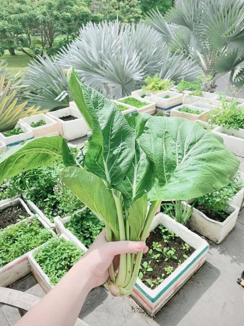 Bảo Thy chia sẻ: "Thy không bao giờ ngờ được từ cô gái không biết tí gì bếp núc, nhà cửa mà sau hơn 5 tháng Thy đã nấu ăn và chăm sóc nhà cửa rất giỏi! Còn tự tay trồng được cả vườn rau không thiếu loại nào".