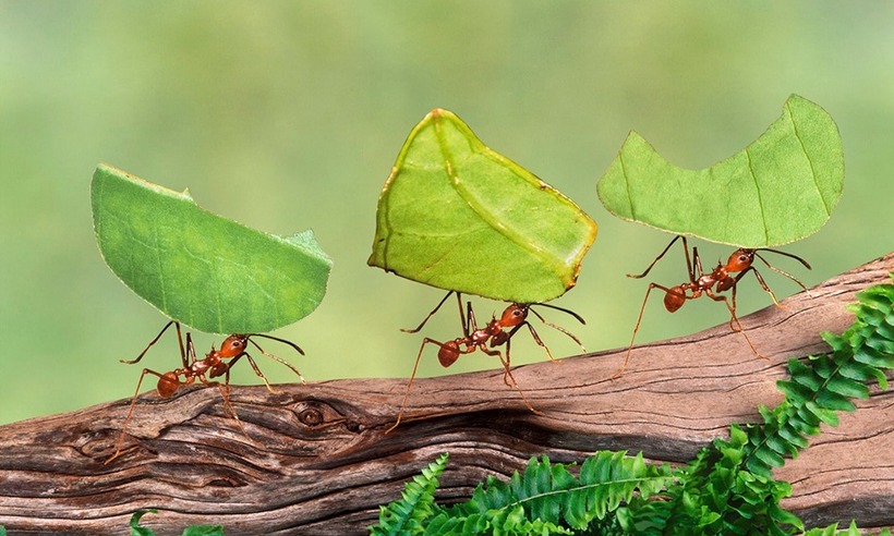 Việc di chuyển theo hàng cũng giúp kiến dễ dàng chạm đầu vào nhau và tiếp xúc với cơ thể những con kiến khác trên đường đi. Ảnh minh họa