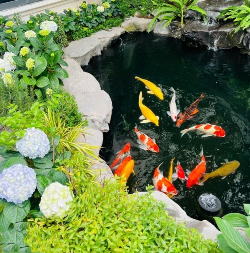 Lã Thanh Huyền và ông xã còn thuê thợ xây dựng thêm một hồ cá koi có kích thước lớn. Hồ được bao phủ bởi nhiều mảng xanh mát.