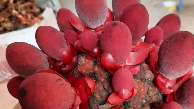 . Nấm ngọc cẩu chứa nhiều chất béo, tinh dầu và hoạt chất protodioscin giúp kích thích ham muốn.