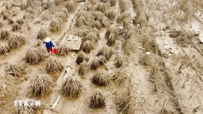 Ngập nước lâu ngày khiến nhiều diện tích trồng đào làng Phú Thượng chết do thối rễ. Ảnh: TTXVN)