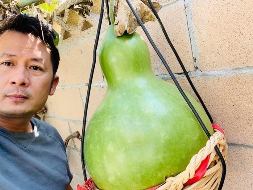 Trái bầu "khổng lồ" trong khu vườn của nam ca sĩ.
