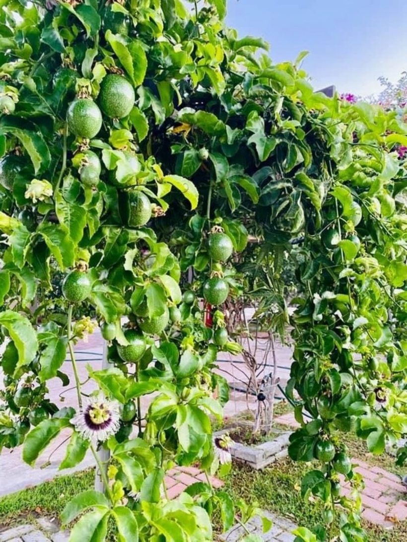 Ngoài cây cảnh, Bằng Kiều còn trồng nhiều cây ăn qủa.