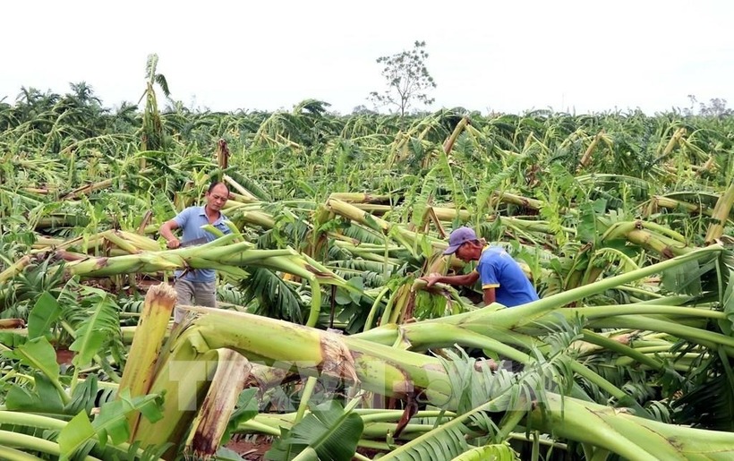 Nhiều diện tích trồng chuối của nông dân xã Tân Hưng, TP.Hưng Yên (tỉnh Hưng Yên) bị thiệt hại do bão số 3. Ảnh: TTXVN