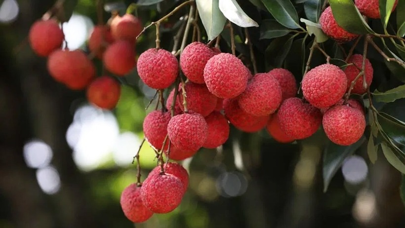 Quả vải có hàm lượng nước cao, giàu vitamin C và ít calo có thể mang lại nhiều lợi ích cho sức khỏe. Ảnh minh họa