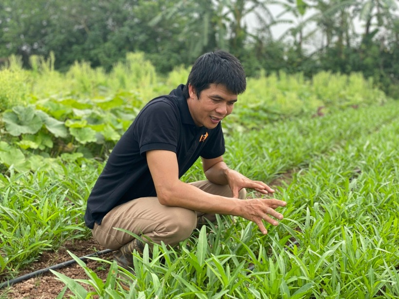 Những khóm rau muống xanh mướt của trang trại nhà anh Chinh. Ảnh: Thanh niên