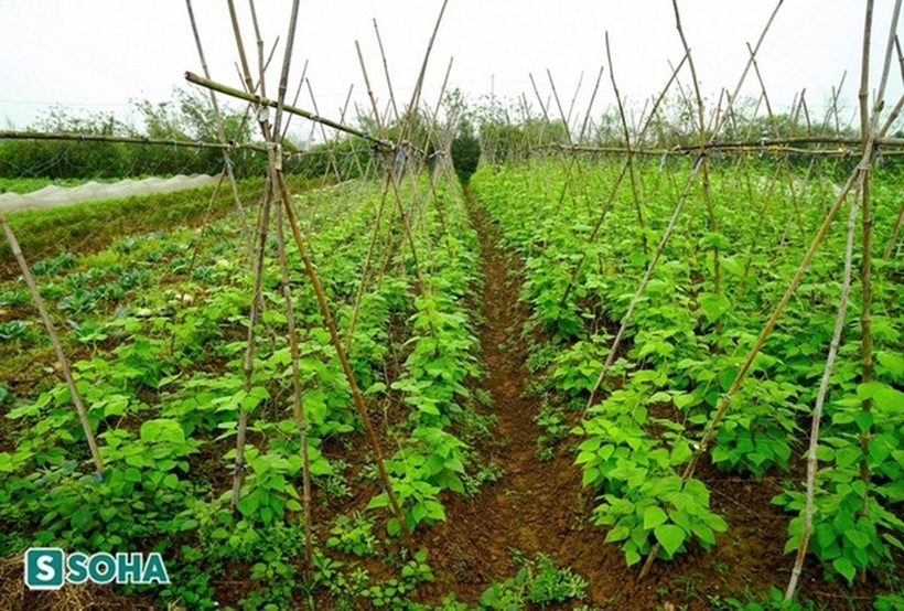 Những luống rau xanh mướt tại trang trại của vợ chồng tiến sĩ trẻ. Ảnh: Soha