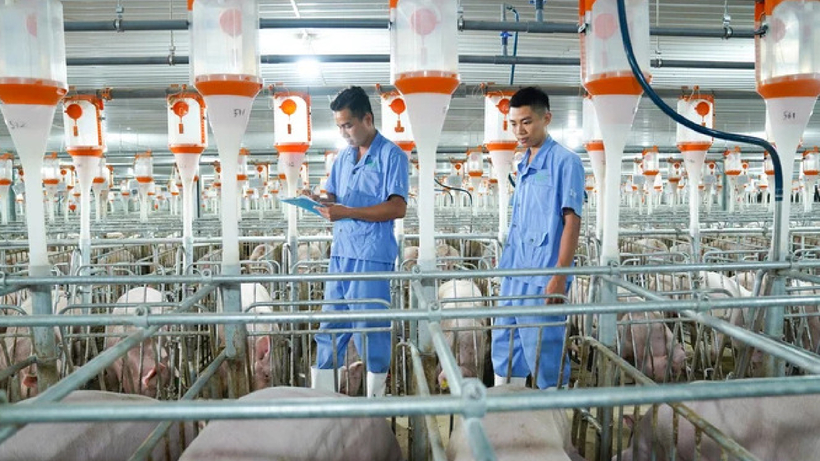 Nông nghiệp BAF phát hành 65 triệu cổ phiếu, huy động hơn 1.000 tỷ để mở rộng quy mô đàn heo thương phẩm. Ảnh: Công luận