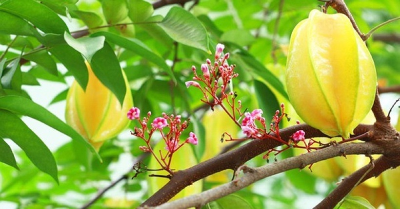 Cây khế là loại cây ăn quả quen thuộc với người dân Việt Nam. Ảnh minh họa