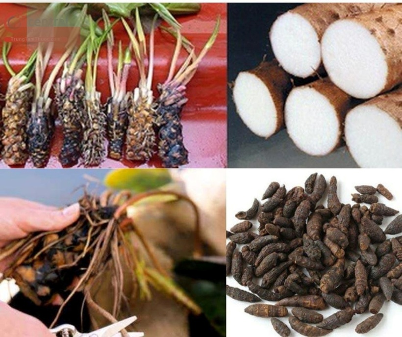 Củ súng là một vị thuốc giúp tăng cường sinh lý, bổ thận tráng dương, kéo dài thời gian quan hệ. Ảnh minh họa
