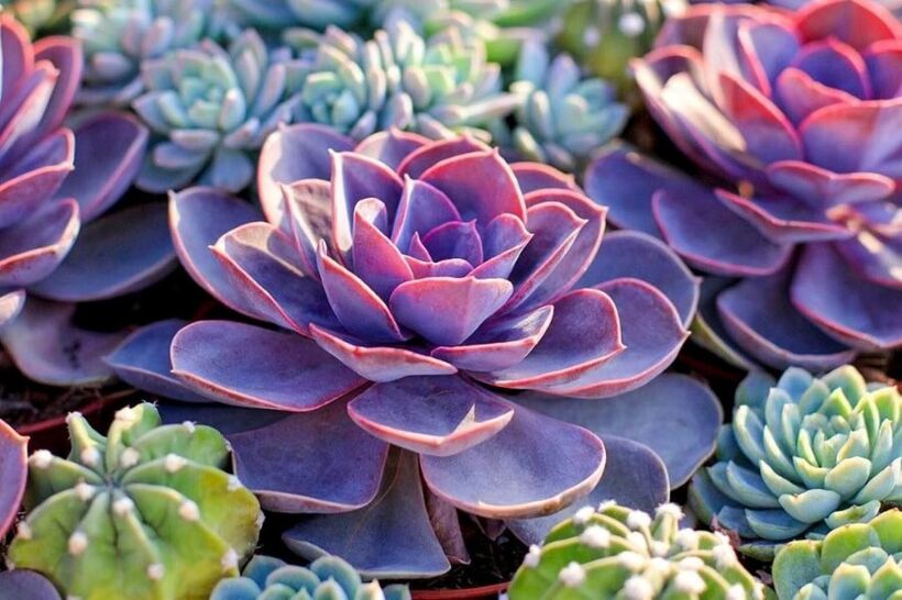 Sen đá là loại cây ưa sáng, nhưng vẫn có thể sinh trưởng tốt trong môi trường trong nhà nếu được cung cấp đủ ánh sáng. Ảnh minh họa
