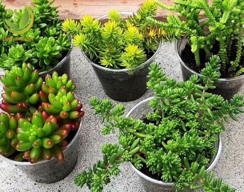 Nên đặt chậu sen đá ở nơi có nhiều ánh sáng tự nhiên nhất, chẳng hạn như gần cửa sổ, ban công, hoặc sử dụng đèn LED trồng cây để bổ sung ánh sáng. Ảnh minh họa