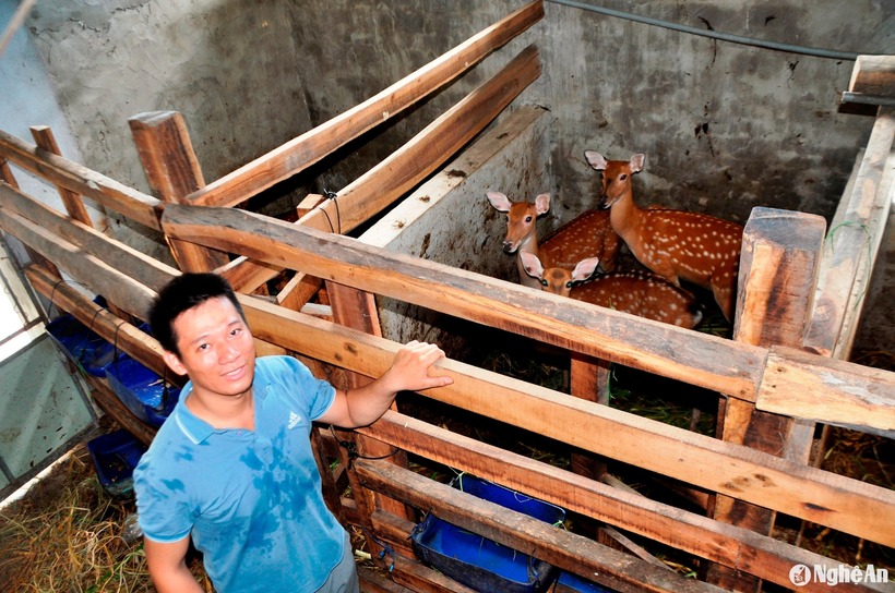 Anh Vũ Văn Quế thành công với mô hình nuôi hươu. Ảnh: Báo Nghệ An