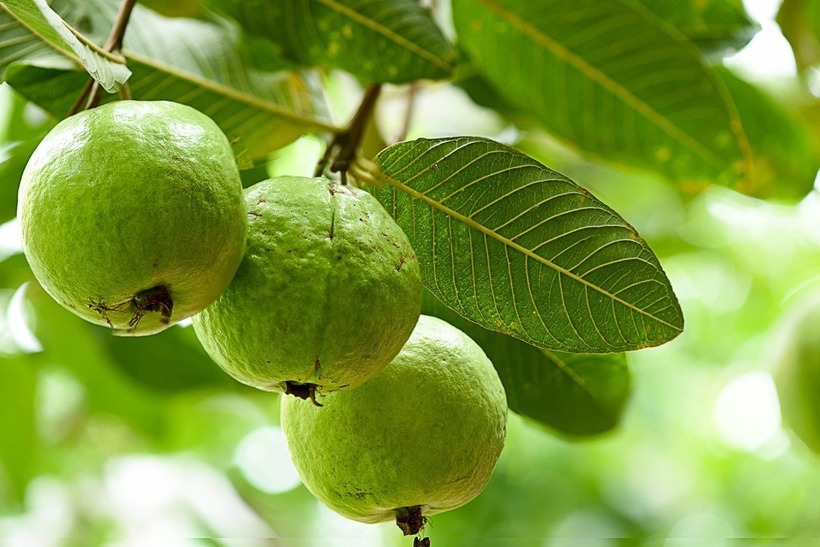 Trồng cây ổi trước nhà có tốt?