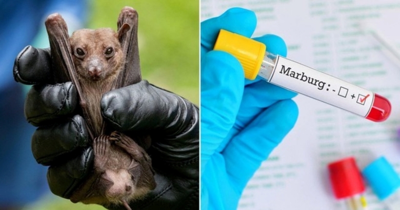 Virus Marburg thường xuất hiện ở loài dơi ăn quả Rousettus aegyptiacus tại Châu Phi. Ảnh minh họa: Sức Khỏe & Đời Sống