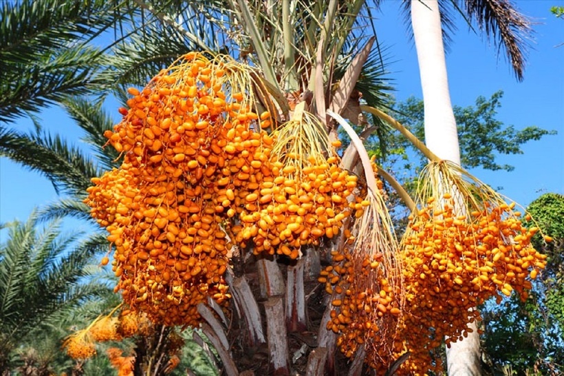 Chà là còn được xem là thực phẩm tốt nhất cho phụ nữ trong thời gian hành kinh và mang thai nhờ hàm lượng sắt cao (0,90mg/100g trái) nên rất tốt để ngừa thiếu máu. Ảnh minh họa