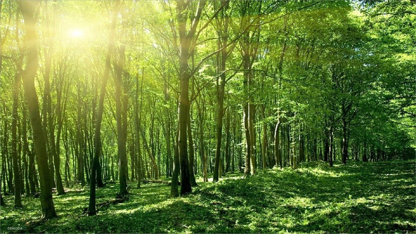 Nguyện Anh là tập đoàn tiên phong trong phát triển vùng nguyên liệu rừng trồng để tạo nguồn năng lượng sạch.