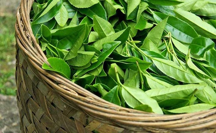 Lá trà xanh mang lại nhiều lợi ích tuyệt vời cho sức khỏe.