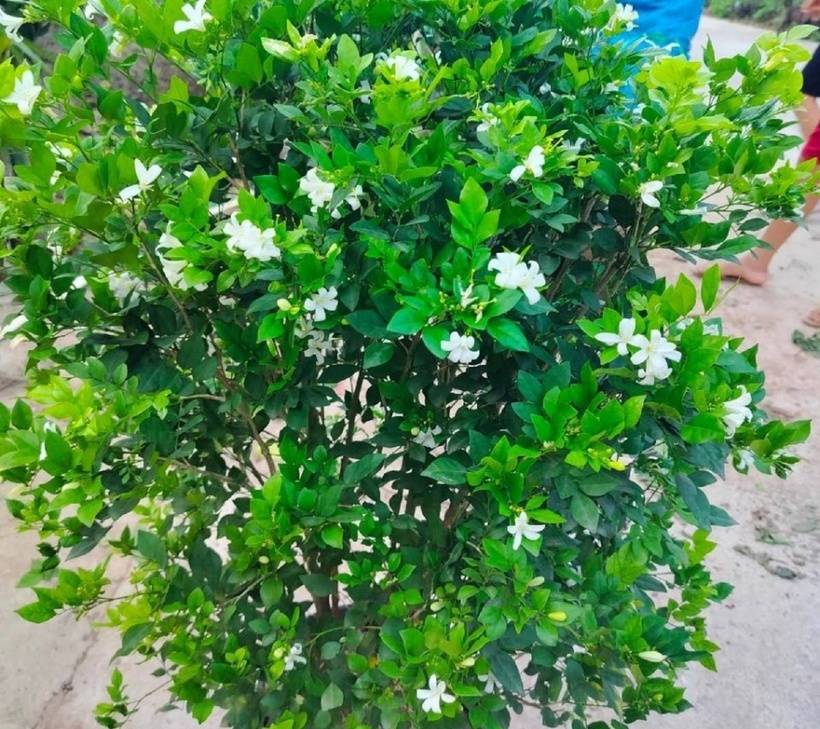 Cây nguyệt quế với dáng vẻ thanh thoát, hoa thơm ngát sẽ tô điểm cho không gian sống thêm sinh động và đẹp mắt. Ảnh minh họa