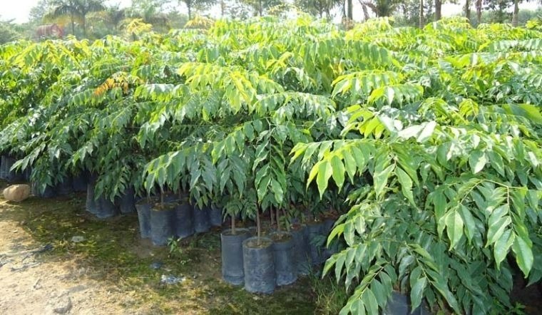 Cây sưa đỏ được ưa chuộng bởi vẻ đẹp sang trọng với hoa màu trắng tinh khôi nở vào mùa xuân, tán lá xanh mát quanh năm. Ảnh minh họa