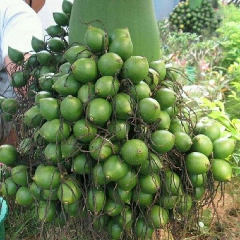 Nhiều nhà vười đùa vui "Quên giá sầu riêng đi, giá cau tươi mới là nhất". Ảnh minh họa