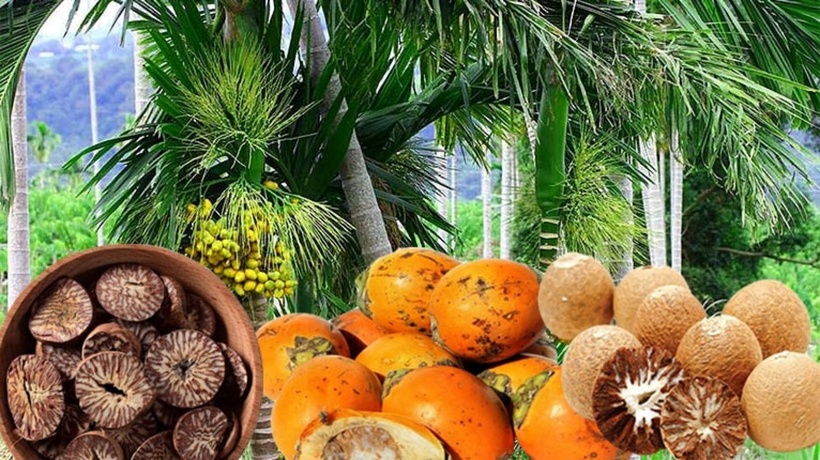 Từ xa xưa, người dân dùng cau để ăn trầu, chữa bệnh răng miệng. Ngoài ra, các bộ phận từ quả cau như vỏ, hạt, cùi đều dùng làm thuốc hỗ trợ cho sức khỏe. Ảnh minh họa