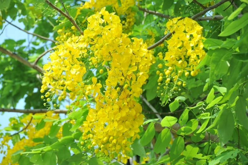 Cây Osaka có nhiều tên gọi khác nhau. Ảnh minh họa
