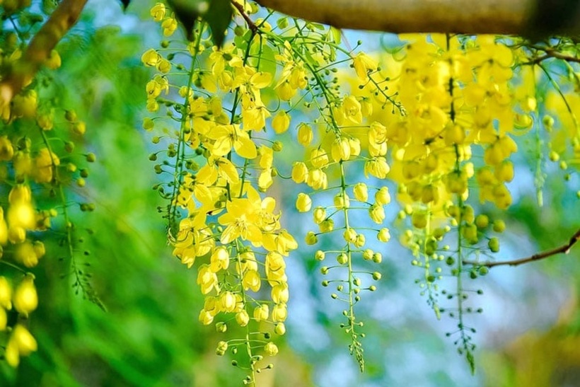 Không chỉ đẹp, cây Osaka còn có nhiều công dụng chữa bệnh. Ảnh minh họa