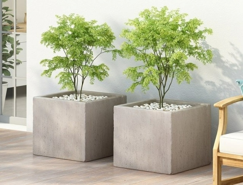 Chậu lớn cung cấp nhiều không gian cho rễ cây phát triển, giúp cây sinh trưởng mạnh mẽ và cho hoa to, đẹp hơn. Ảnh minh họa