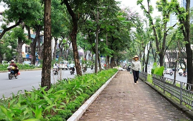 Sở Xây dựng Hà Nội đề nghị các đơn vị cùng phối hợp bảo vệ cây xanh. (Ảnh minh họa)