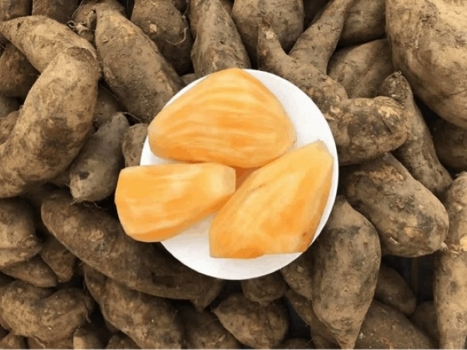 Khoai sâm giàu dinh dưỡng và mang lại nhiều lợi ích tuyệt vời cho sức khỏe.
