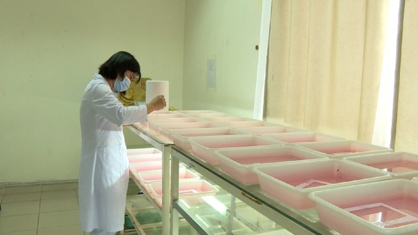 Ngoài cho muỗi ăn, quăng thu được từ thực địa cũng được các kỹ thuật viên cẩn thận chăm sóc. Ảnh: VTC News