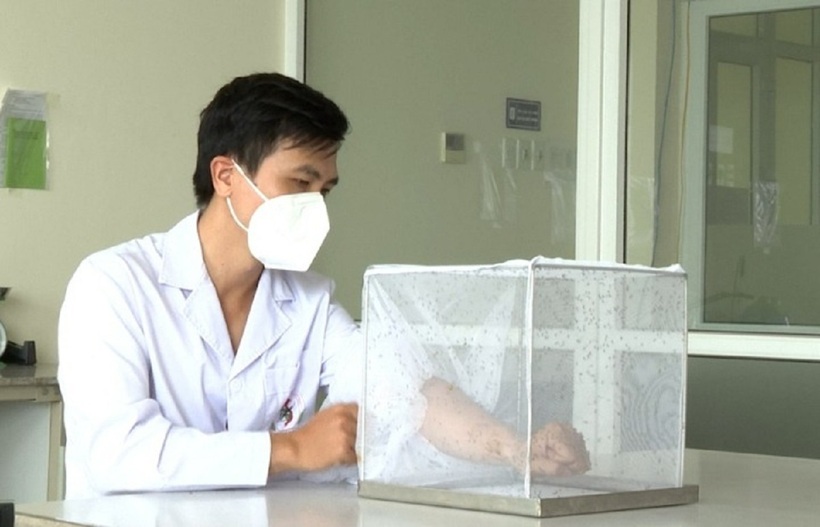 Một cán bộ Viện Sốt rét - Ký sinh trùng - Côn trùng Trung ương cho muỗi hút máu đẻ kích thích quá trình để trứng của muỗi. Ảnh: VTC News